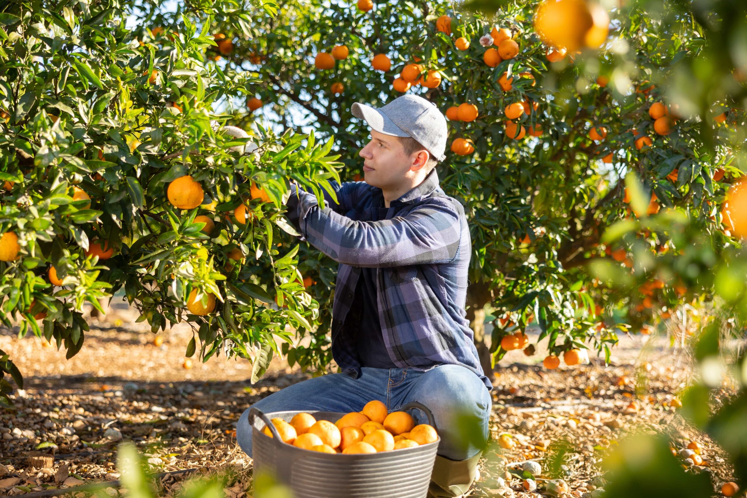 Joven con discapacidad trabajando en un huerto, recogiendo naranjas.